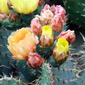florapuntia_-_bce4567.jpeg