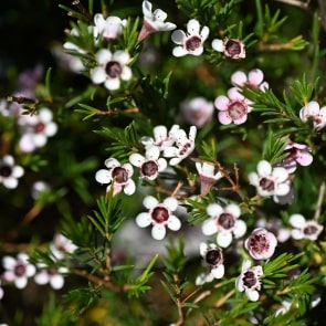 manukactiv_bce5072.jpg