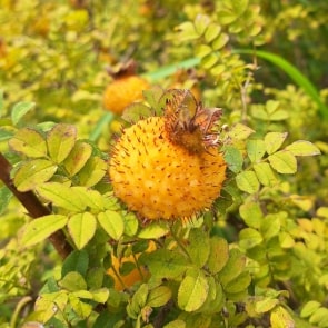 vitacethic_bce5071.jpg